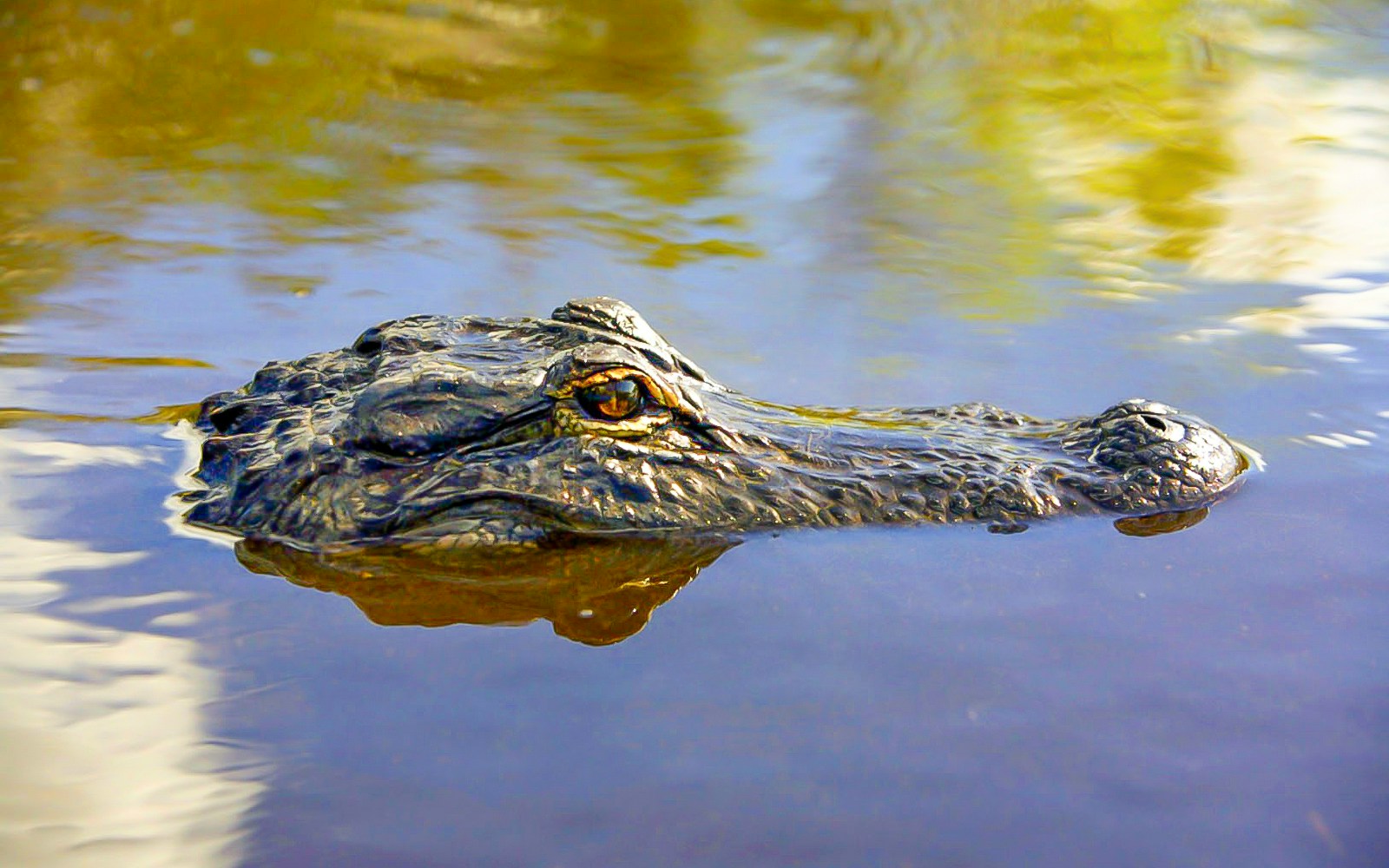 Alligator in water during Everglades National Park airboat tour.