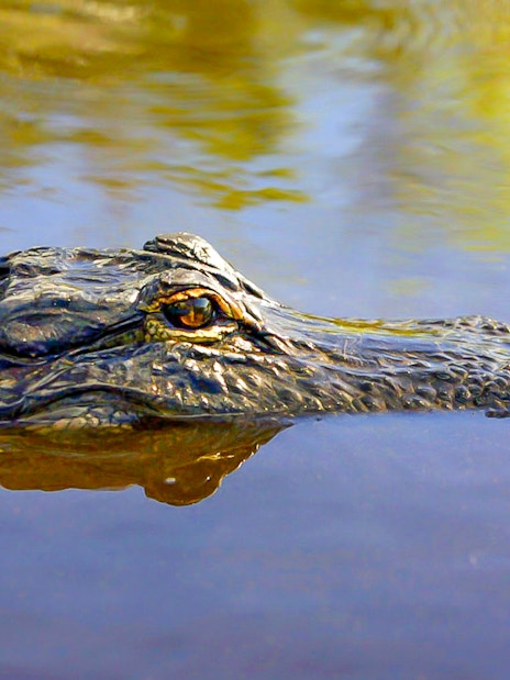 Alligator in water during Everglades National Park airboat tour.