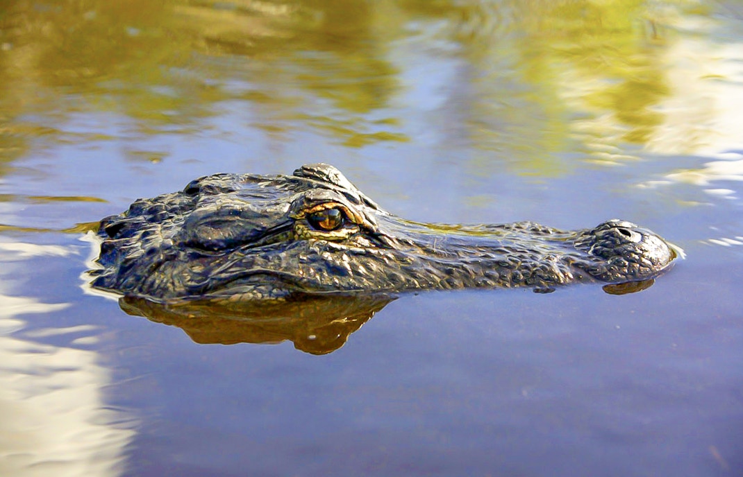 Alligator in water during Everglades National Park airboat tour.