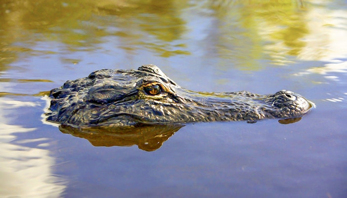 View of alligator in Everglades National Park