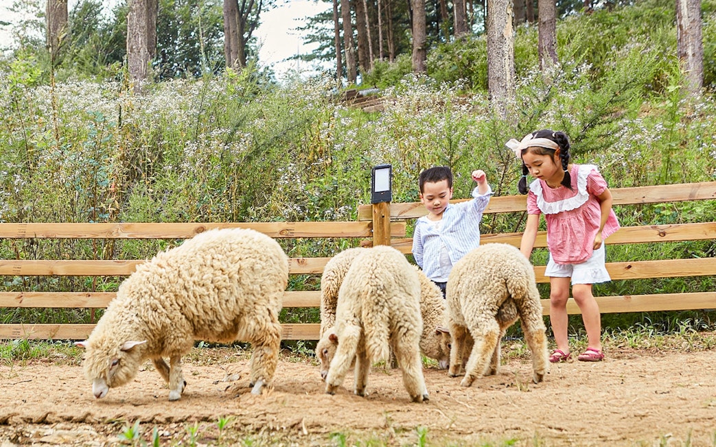 Children interacting with sheep at Nami Island animal enclosure during wildlife tour.