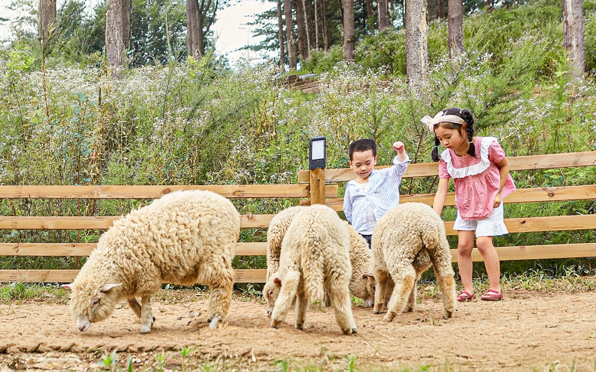 Children interacting with sheep at Nami Island animal enclosure during wildlife tour.