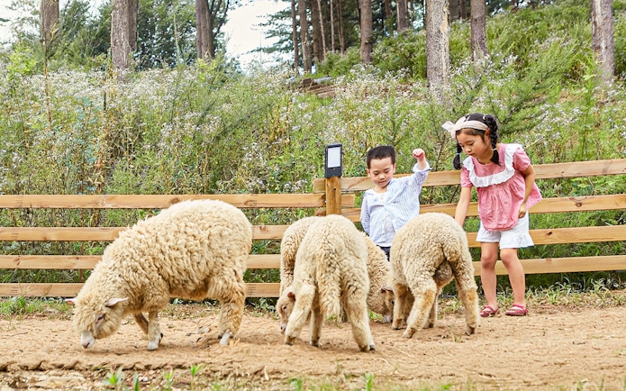 Children interacting with sheep at Nami Island animal enclosure during wildlife tour.