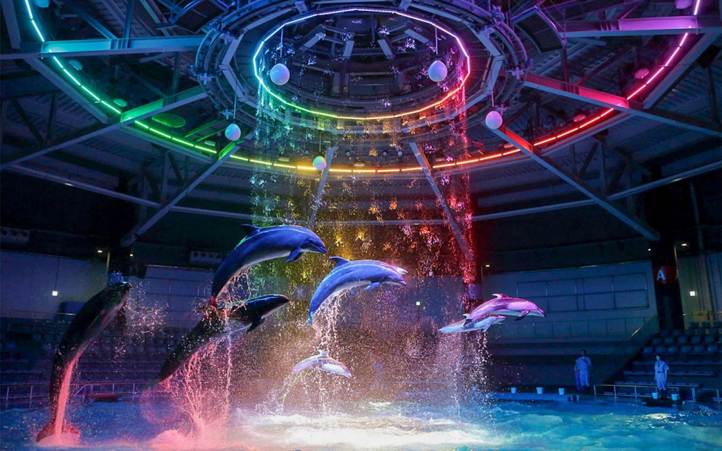 Dolphins performing under colorful lights at Maxell Aqua Park Shinagawa.