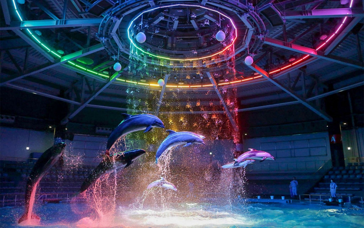 Dolphins performing under colorful lights at Maxell Aqua Park Shinagawa.
