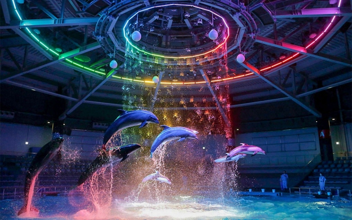 Dolphins performing under colorful lights at Maxell Aqua Park Shinagawa.