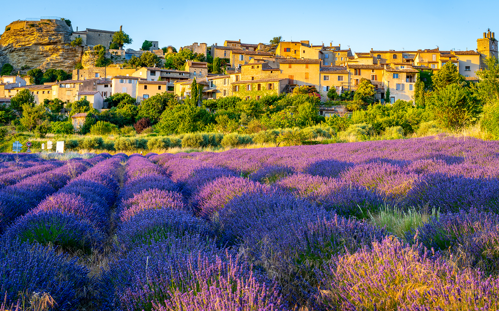 Lavender fields with a village in the background, Sault or Valensole, France.