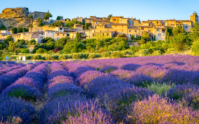 Lavender fields with a village in the background, Sault or Valensole, France.