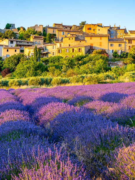 Lavender fields with a village in the background, Sault or Valensole, France.