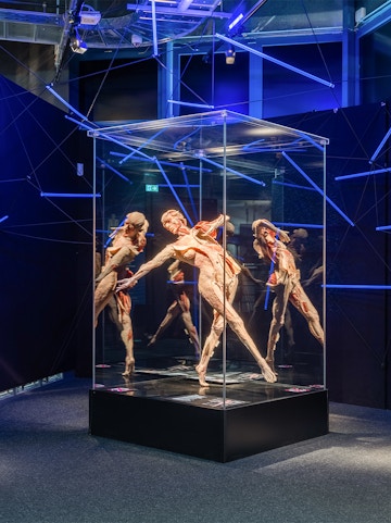 Human anatomy exhibit at Body Worlds Museum.