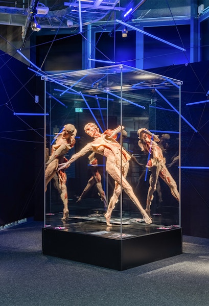 Human anatomy exhibit at Body Worlds Museum.