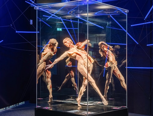 Human anatomy exhibit at Body Worlds Museum.