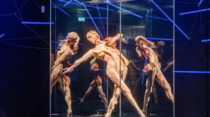 Human anatomy exhibit at Body Worlds Museum.