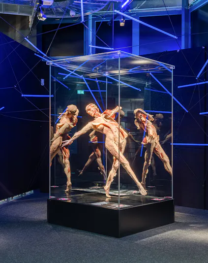 Human anatomy exhibit at Body Worlds Museum.