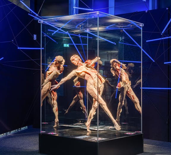 Human anatomy exhibit at Body Worlds Museum.
