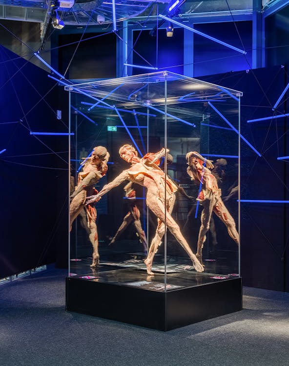 Human anatomy exhibit at Body Worlds Museum.