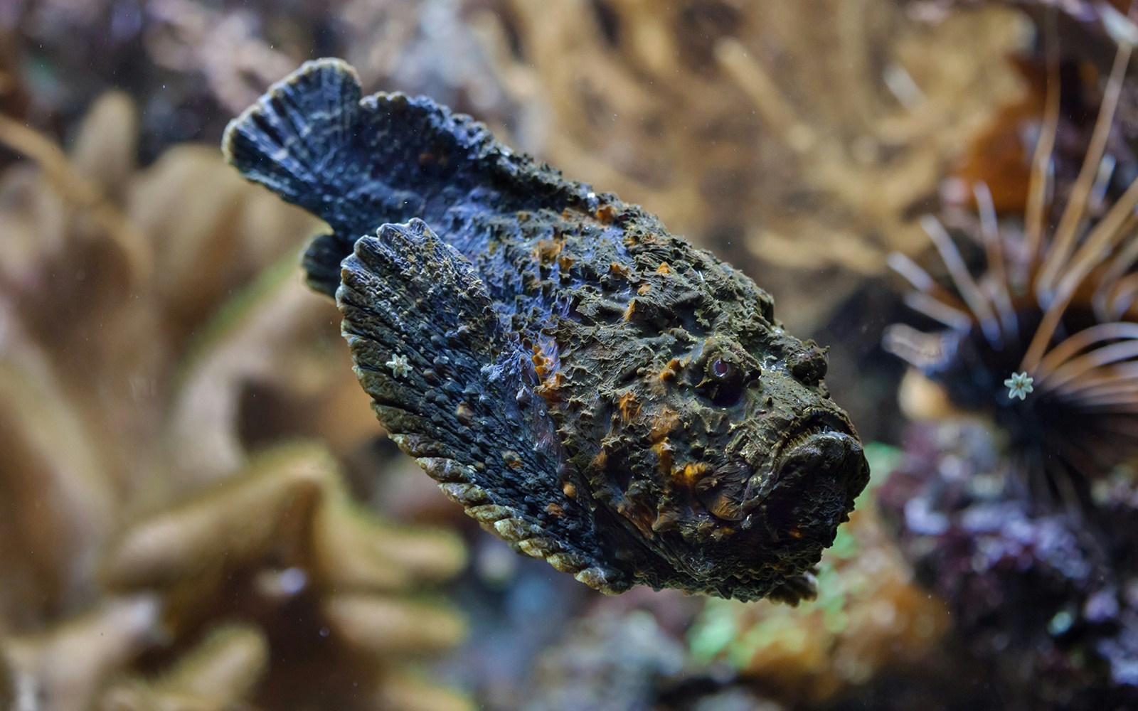 Stonefish camouflaged among coral reefs in Nusa Penida, Indonesia.