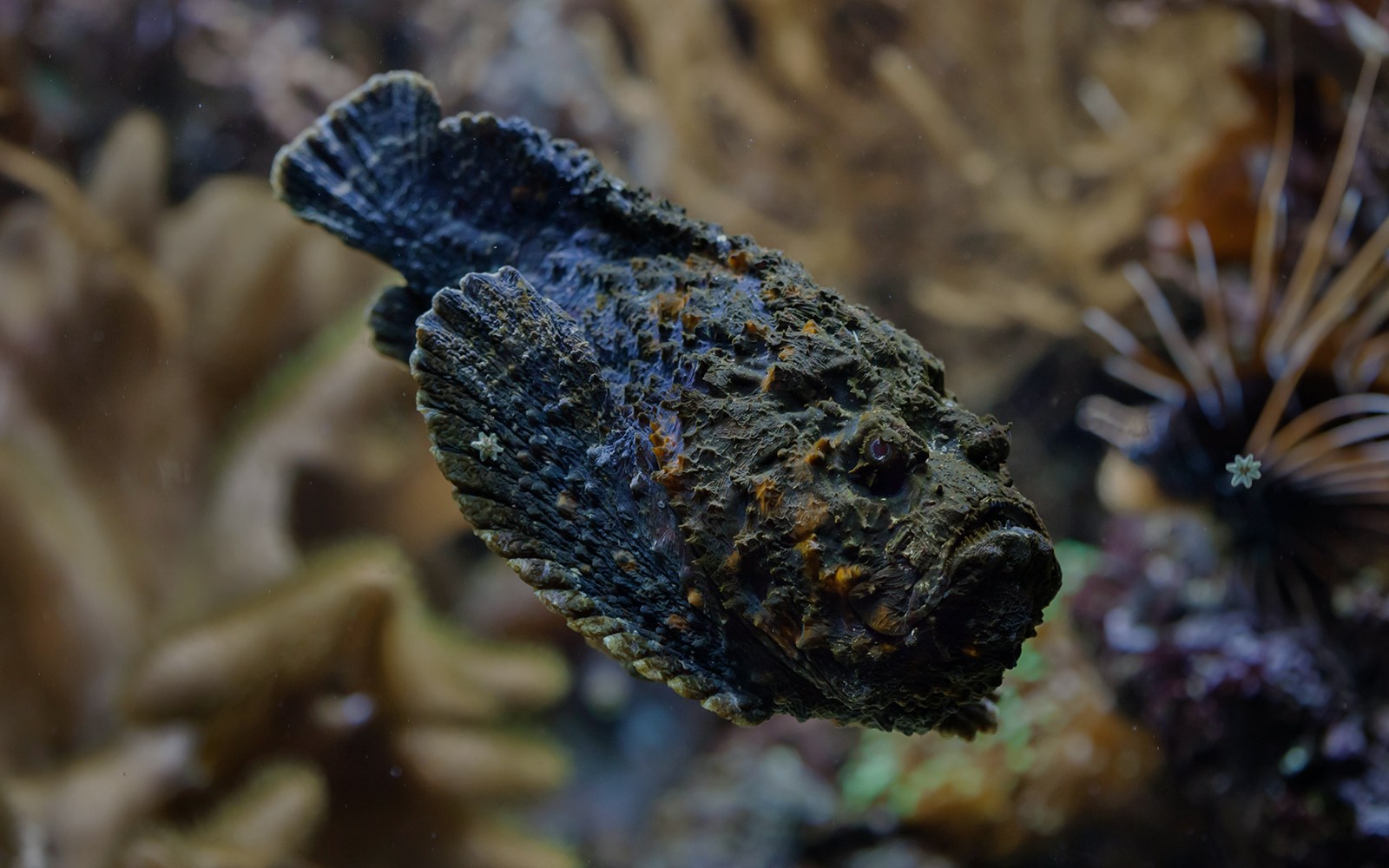 Stonefish camouflaged among coral reefs in Nusa Penida, Indonesia.