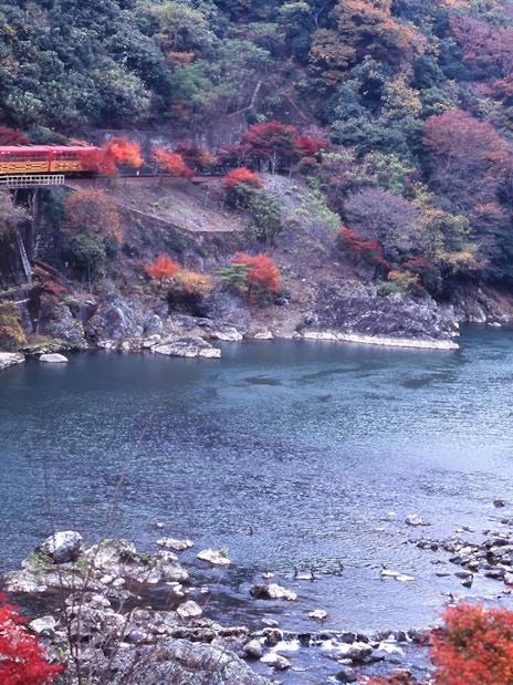 Kyoto Sagano train and Hozugawa boat amid cherry blossoms and autumn foliage.
