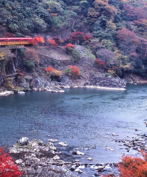 Kyoto Sagano train and Hozugawa boat amid cherry blossoms and autumn foliage.
