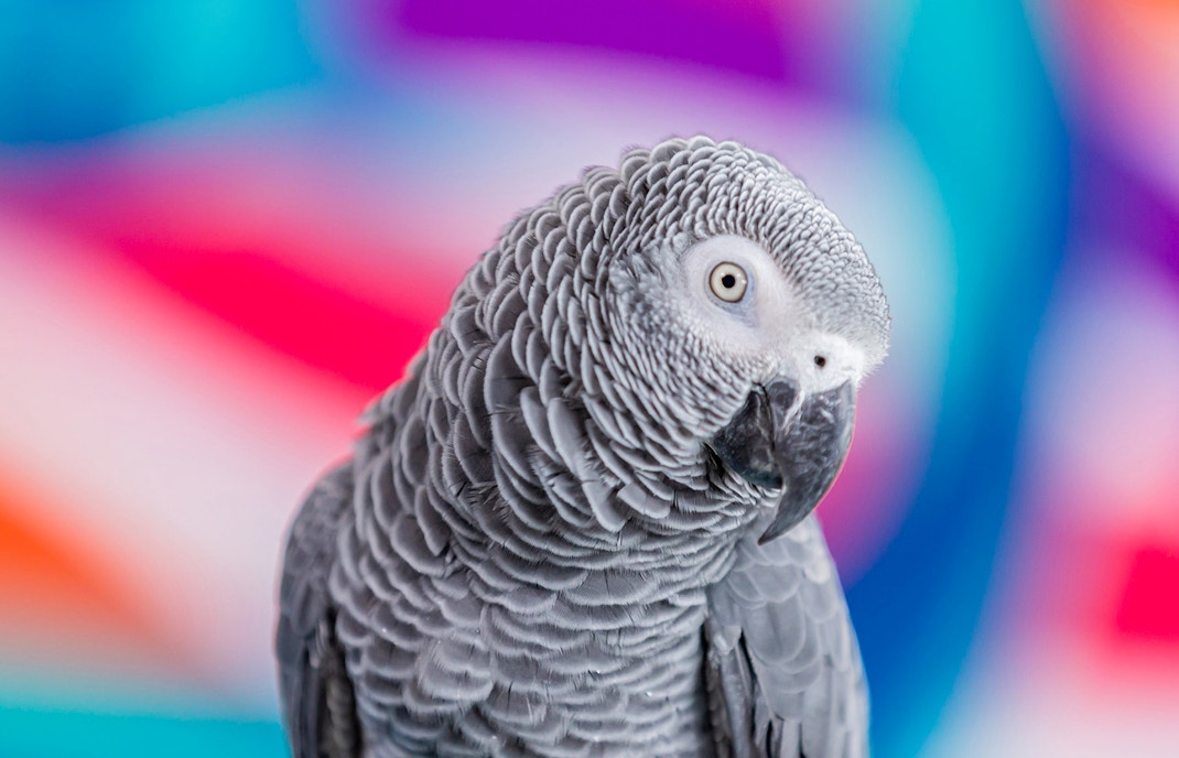 Incontro con gli animali