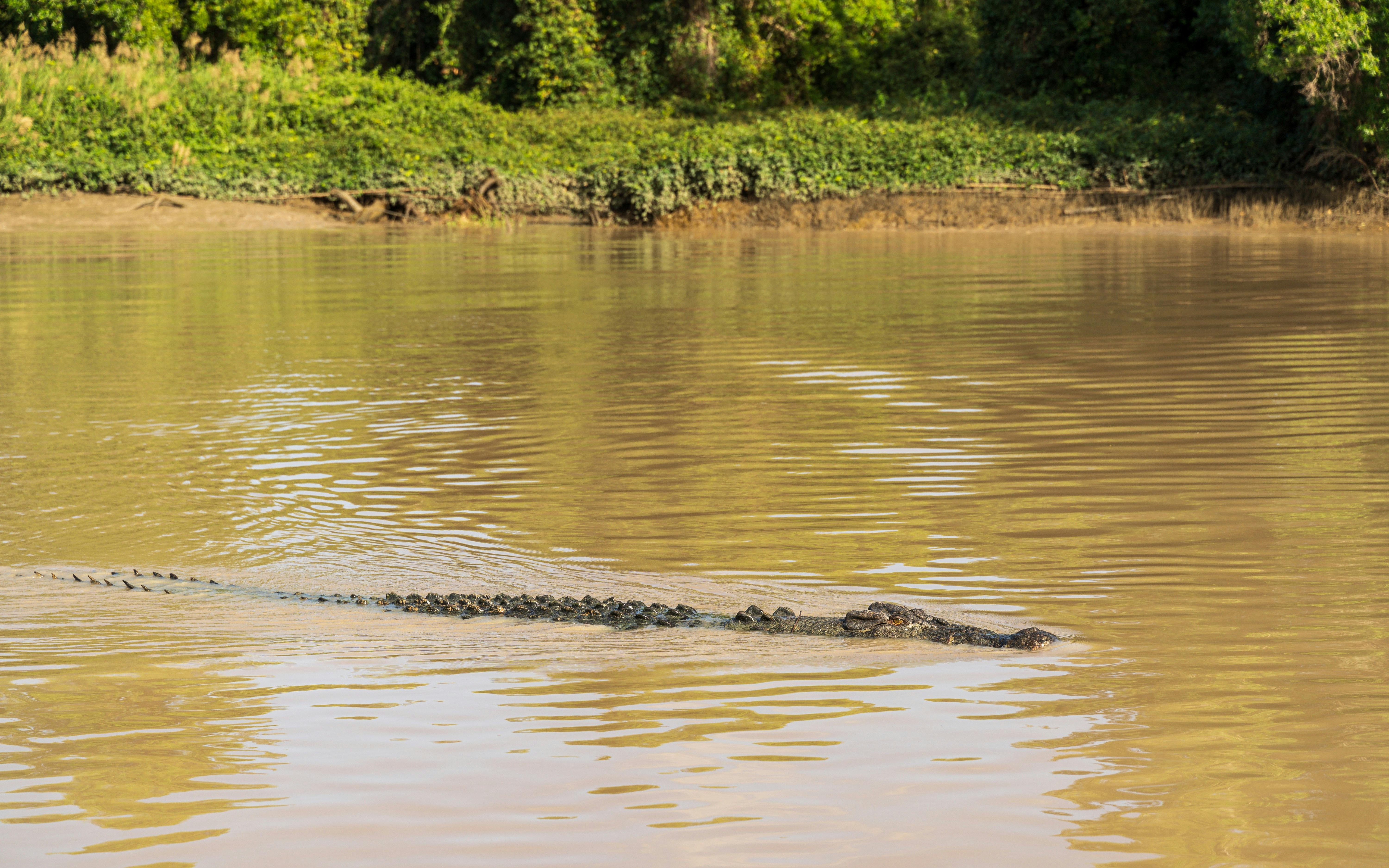 Crocodile swimming in Adelaide River during Jumping Crocodile Cruise.