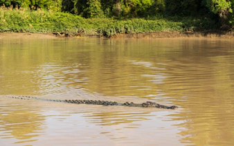 Crocodile swimming in Adelaide River during Jumping Crocodile Cruise.