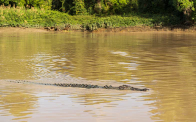Crocodile swimming in Adelaide River during Jumping Crocodile Cruise.