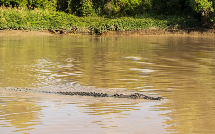 Crocodile swimming in Adelaide River during Jumping Crocodile Cruise.