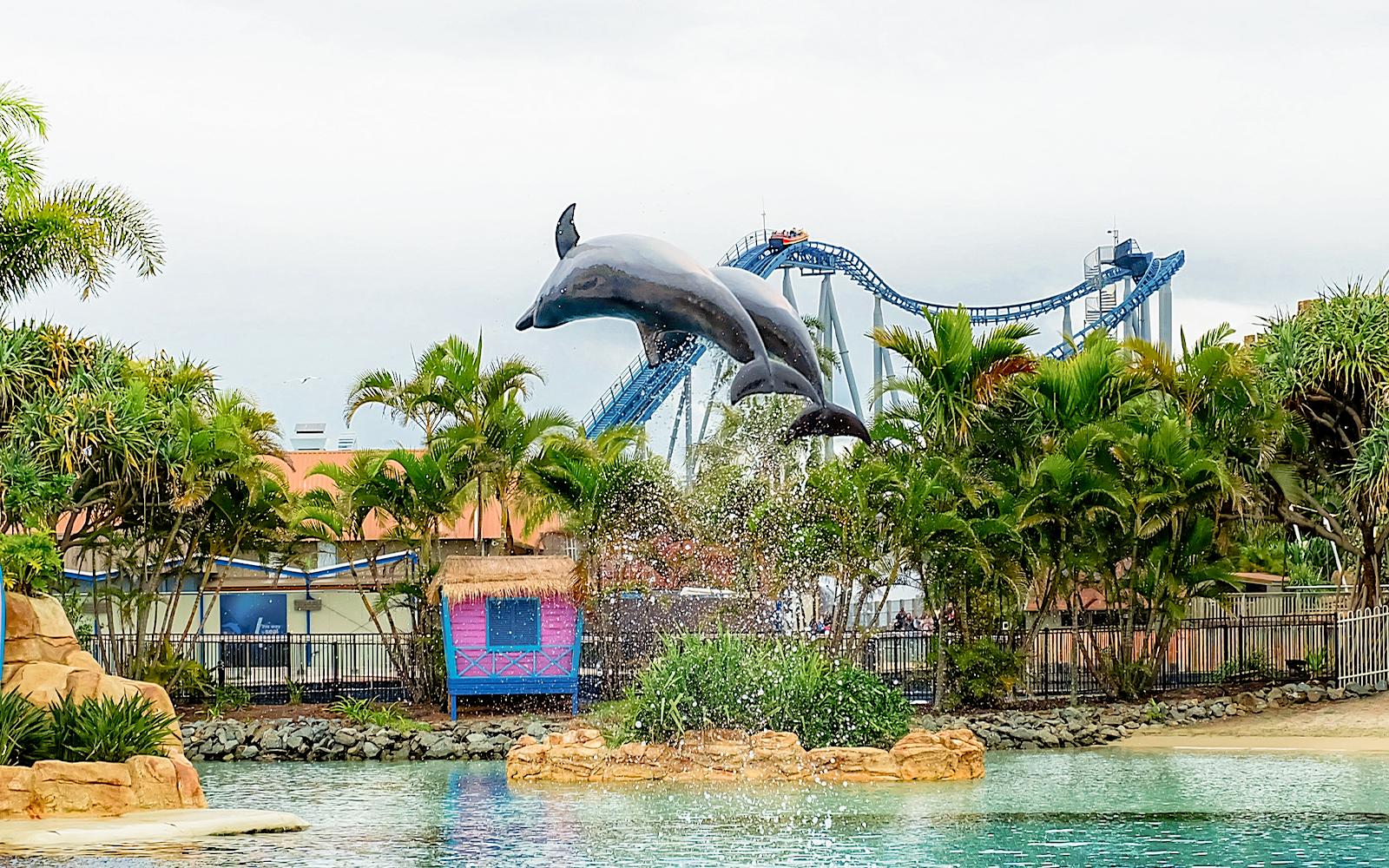 Dolphin performing with trainers at Sea World Gold Coast, audience watching in background.