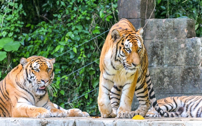Tigers at Sunway Lost World of Tambun, Malaysia, in a natural habitat setting.