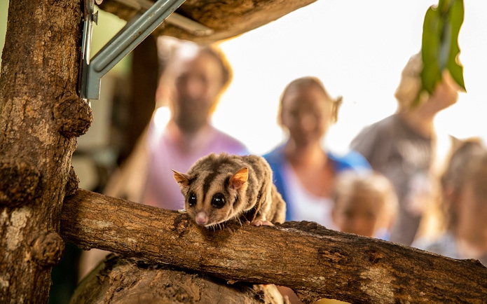Sugar glider on a branch at Kuranda Koala Gardens with visitors in the background.