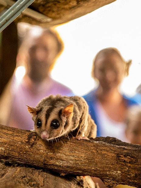 Sugar glider on a branch at Kuranda Koala Gardens with visitors in the background.