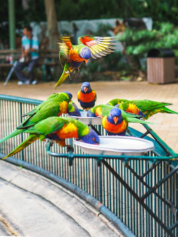 Lorikeets feeding at Currumbin Wildlife Sanctuary, Australia.