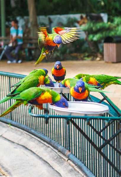 Lorikeets feeding at Currumbin Wildlife Sanctuary, Australia.