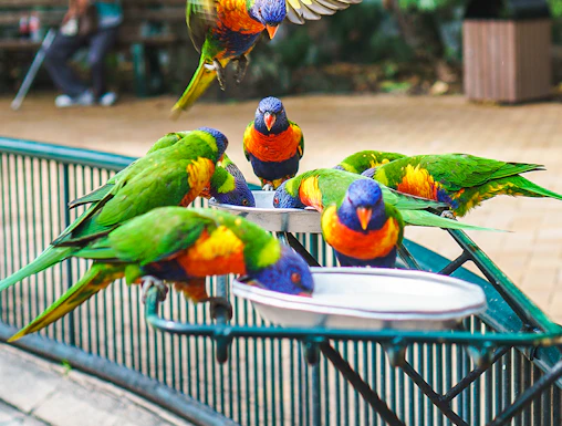 Lorikeets feeding at Currumbin Wildlife Sanctuary, Australia.