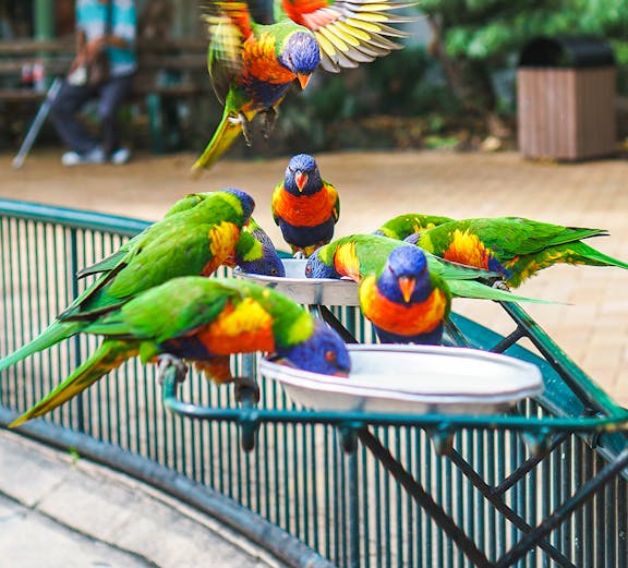Lorikeets feeding at Currumbin Wildlife Sanctuary, Australia.