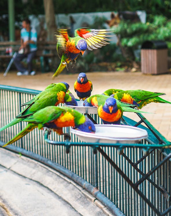 Lorikeets feeding at Currumbin Wildlife Sanctuary, Australia.