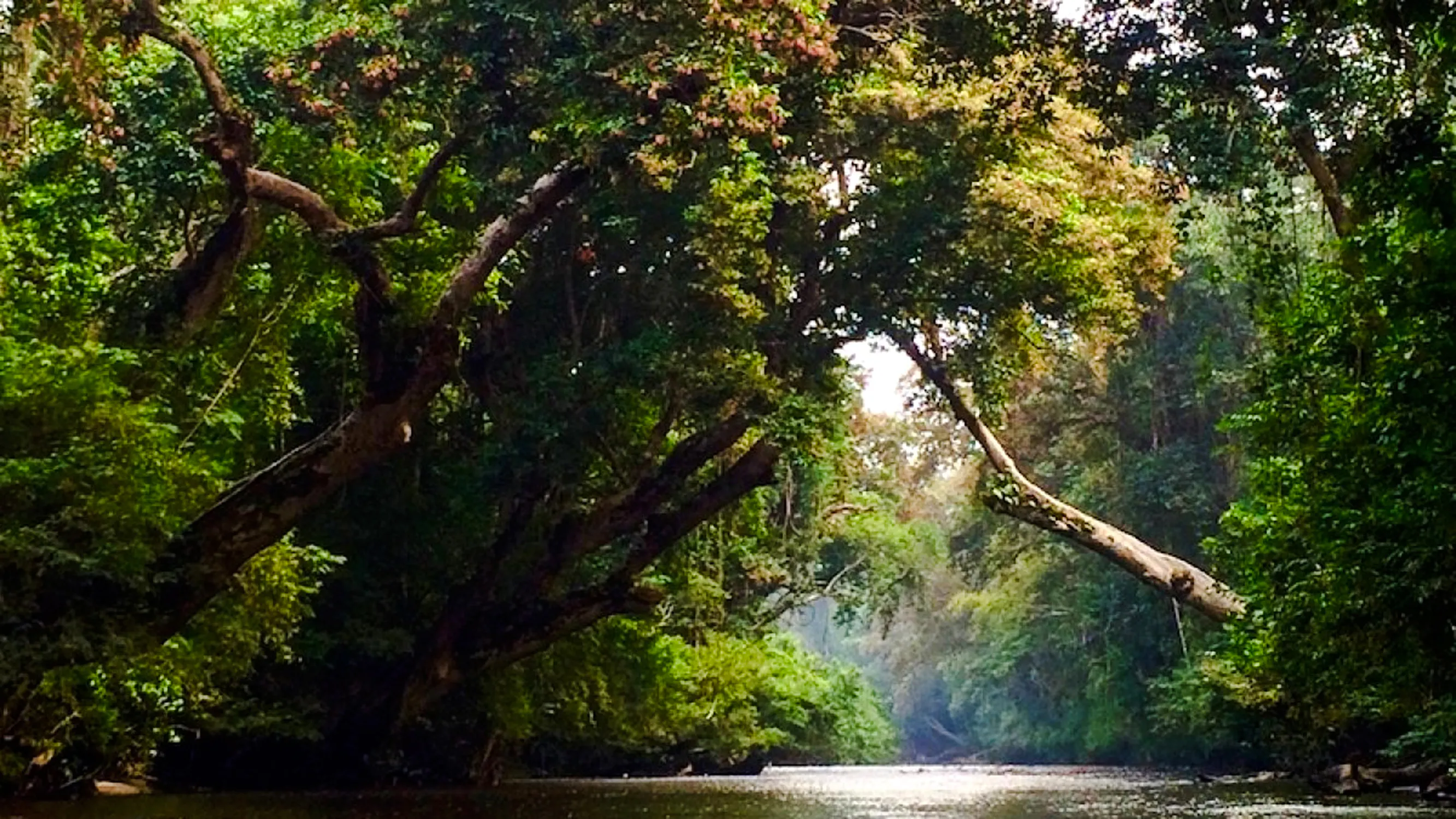 from kuala lumpur: taman negara national park private day trip with canopy walkway-17
