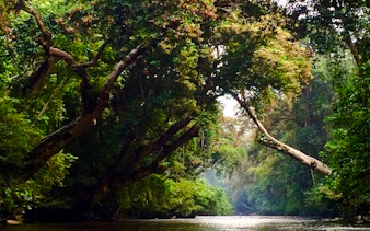 desde kuala lumpur: excursión privada de un día al parque nacional de taman negara con paseo por las copas de los árboles-17