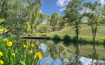 Idyllic canal with yellow flowers and trees in Nami Island, South Korea.