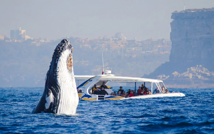 Whale breaching near a tour boat on a Sydney Whale Watching Cruise.