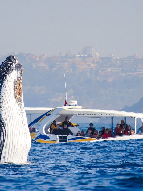Whale breaching near a tour boat on a Sydney Whale Watching Cruise.