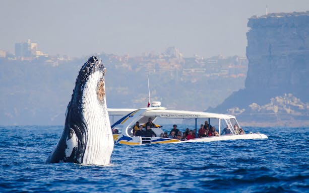Whale breaching near a tour boat on a Sydney Whale Watching Cruise.