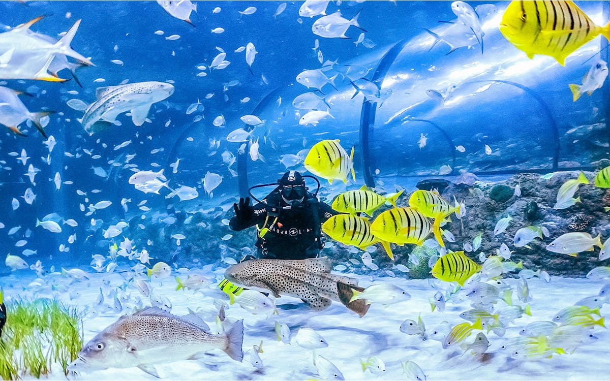 combo: national aquarium + pixoul gaming tickets-6 combo: national aquarium + pixoul gaming tickets-6