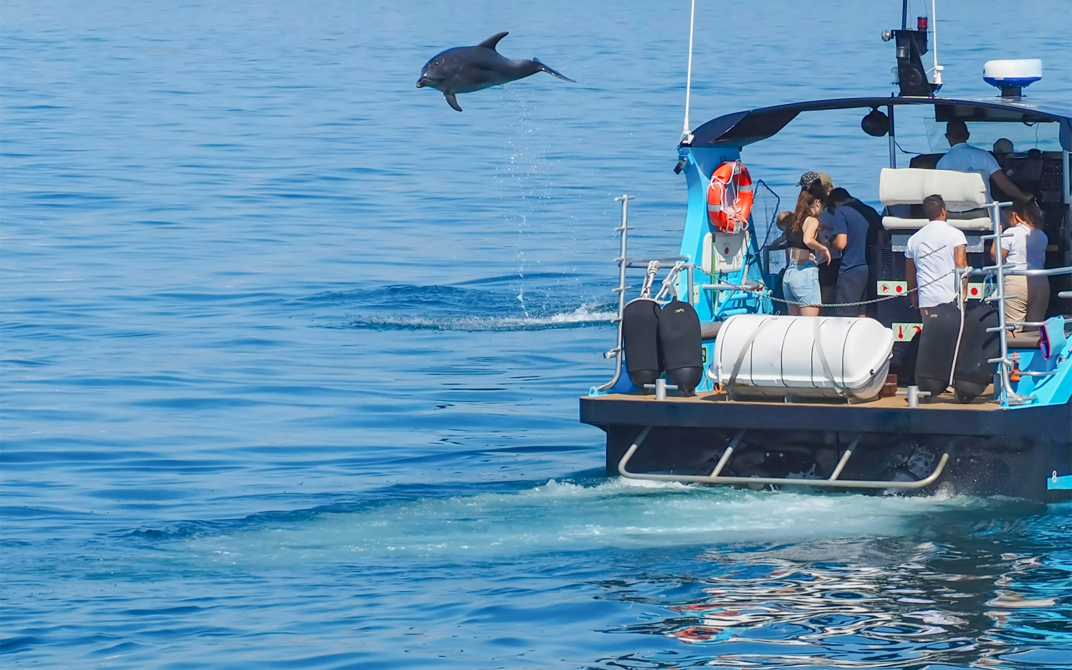 Dolphin jumping beside a tour boat in Algarve, Portugal.