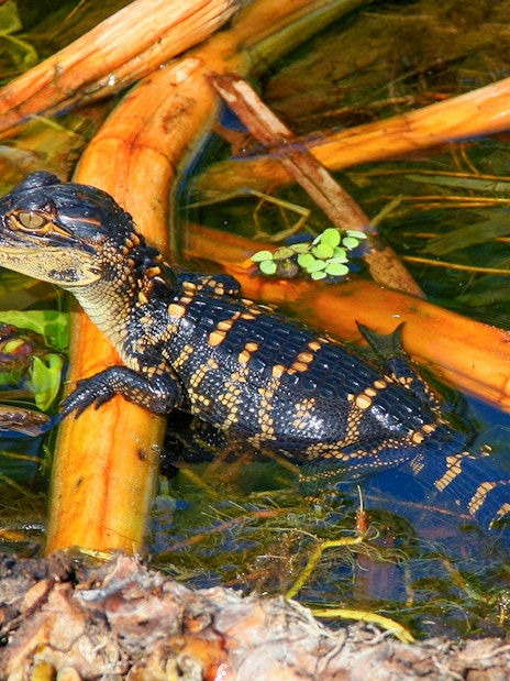 Young alligator in water among reeds, Everglades National Park airboat tour.