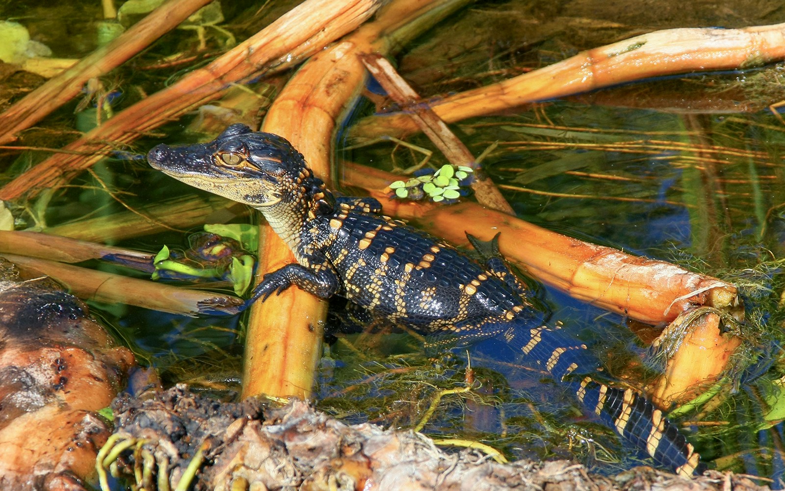 Alligator spotted during Everglades National Park Airboat Tour