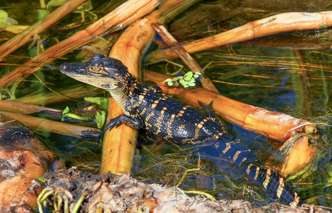 Young alligator in water among reeds, Everglades National Park airboat tour.