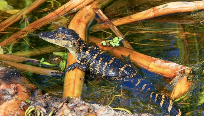Young alligator in water among reeds, Everglades National Park airboat tour.